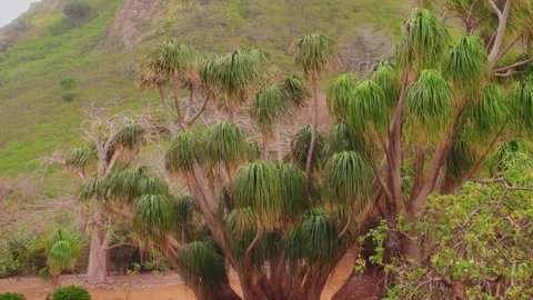 Large Screwpine Trees in Koko Crater Botanical Garden, Honolulu Video stock 325754996