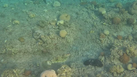 Large Scribbled Leatherjacket Fish in Coral Reef 스톡 동영상 305920177