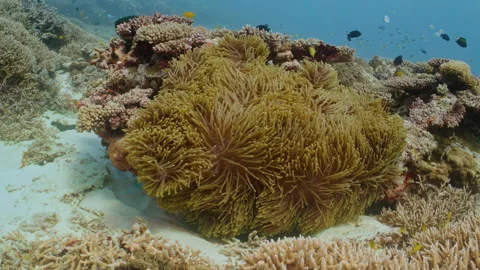 Large sea anemone sways in the current on a reef. Stock-Footage 295320121