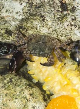A large sea crab eats corn Stock Photos