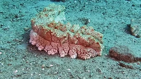 Large  sea cucumber crawls across the seafloor of Togian islands Video stock 80665084