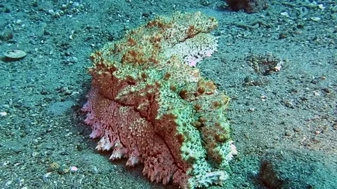 Large  sea cucumber rocking on a hard coral reef in Togian islands, Indonesia. Stock Footage 80665178