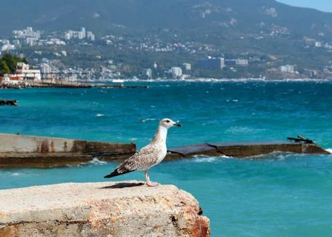 Large sea gull Stock-Fotos