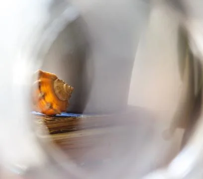 A large sea shell lies on a stack of old books on a light background in creat Stock Photos