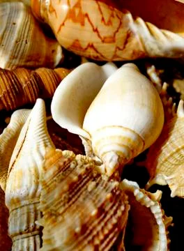 Large sea shells found on a beach in Thailand. Close-up. Stock Photos