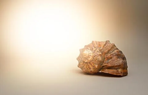 Large sea shells on a light background Stockfoto's