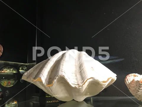 Large sea shells on a white shelf. Shells border background image ...