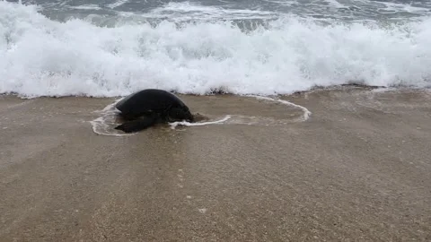 A large sea turtle crawled ashore from the ocean Stock Footage 219477251