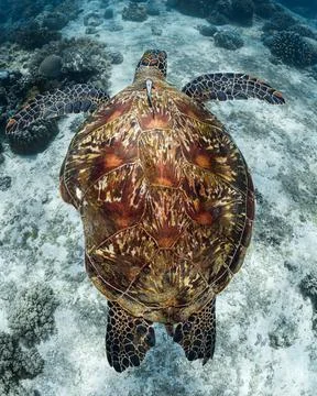 A large sea turtle with a damaged shell swims in the ocean Stock Photos
