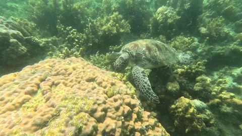Large sea turtle eating algae on coral reef at great depth underwater Video stock 339981635