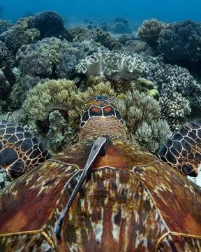 A large sea turtle with fish on its shell swims over a coral reef in the ocean Stock Photos