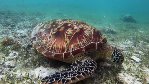 A large sea turtle with patterned shell feeds off of grass on the sea Stock Footage 121200000