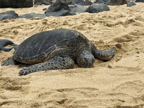 Large Sea Turtle Resting on Sandy Beach Stock Photos