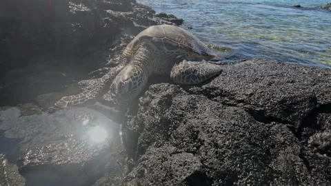 Large Sea Turtle Resting upon Volcanic Rock by Ocean Bay Vídeo Stock 270402581