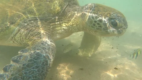 Large sea turtle in shallow water. Indian Ocean, Sri Lanka (underwater) Video stock 169784103