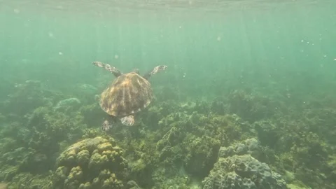 Large sea turtle slowly surfacing for air in deep ocean Video stock 339981538