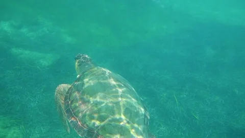 Large sea turtle swimming in blue sea under the water surface. Video stock 83408608