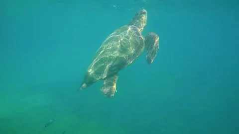 Large sea turtle swimming in blue sea under the water surface. 库存影片 83426853