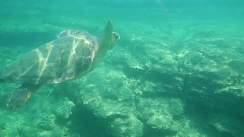 Large sea turtle swimming in blue sea under the water surface. Stock Footage 83428467