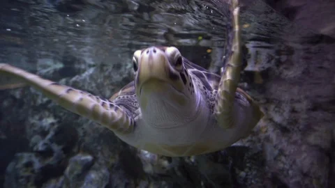 Large sea turtle swimming under water, underwater shooting in the aquarium Stock Footage 127769575