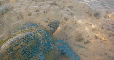 A large sea turtle swims close to the coast of the Indian Ocean Stock Footage 87291174