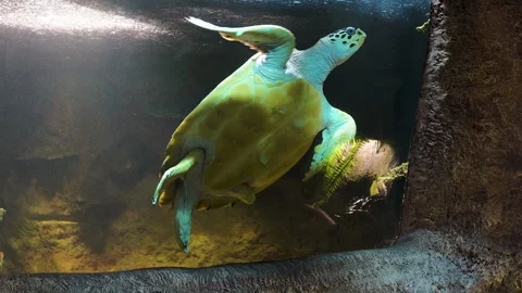 A large sea turtle swims in a large aquarium. 스톡 동영상 304963147