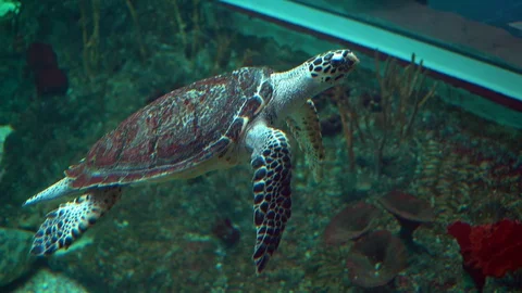 A large sea turtle swims under water, underwater shooting in the aquarium Stock Footage 127772825