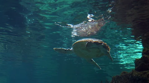 A large sea turtle swims under water Stock Footage 127773186