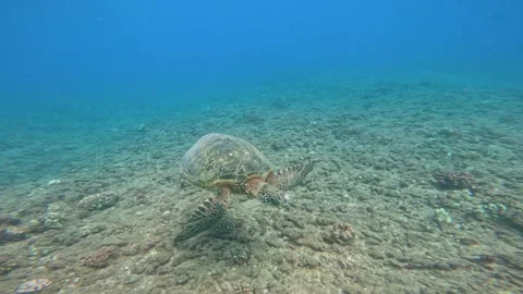Large sea turtle with a tumor next to its eye and another on its arm. Stock Footage 280940641