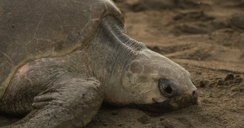 Large sea turtle walking on the beach Stock Footage 109355512