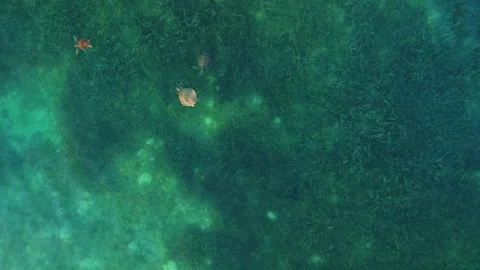 Large sea turtles in Caribbean Sea. Top view from drone. Background for text Video stock 278705341