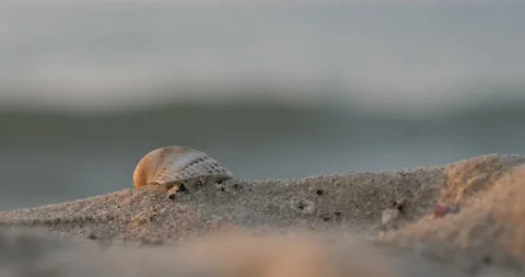 Large sea white shell on the sand near the sea. Stock Footage 135417702