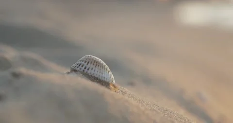 Large sea white shell on the sand near the sea. Stock Footage 135417791