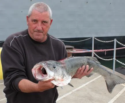 Large Seabass Stock Photos