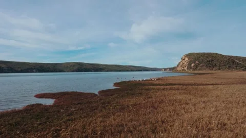 Large seabird colony nesting on the rugged coastal rocks of Point Reyes Video stock 330444780
