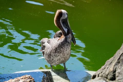 Large Seabird Stock Photos
