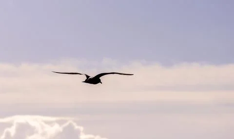 Large Seagull Bird Stock Photos