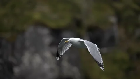 Large seagull flies in the mountains over the water Stock Footage 225532487
