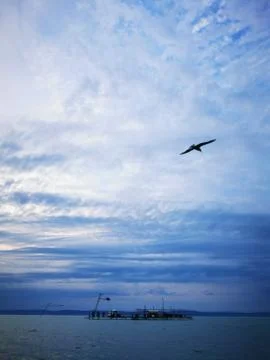 A large seagull flying through a cloudy blue sky Stock Photos