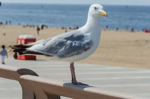 Large seagull Stock Photos