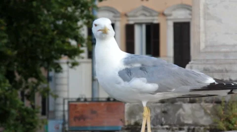 Large seagull preening Stock Footage 40106933
