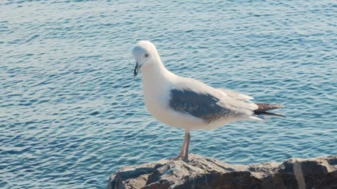 Large Seagull On The Rock Stock Footage 274832500