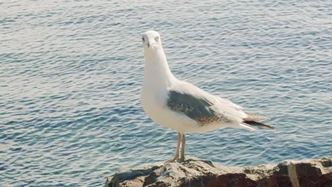 Large Seagull On The Rock Stock Footage 274832516