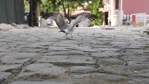 A large seagull runs and flaps its wings on a old paved stone street in Europe. Stock Footage 115118000