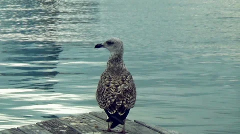 Large seagull standing on the pier 2 Stock Footage 57245119