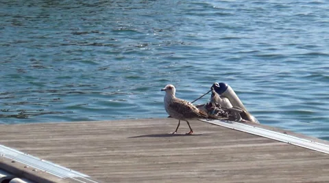 Large seagull standing on the pier Stock Footage 57242297