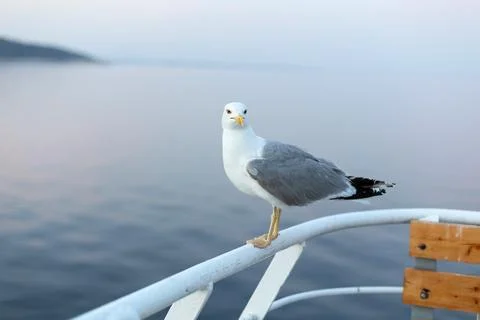 Large seagull on sunset sky background Stock Photos