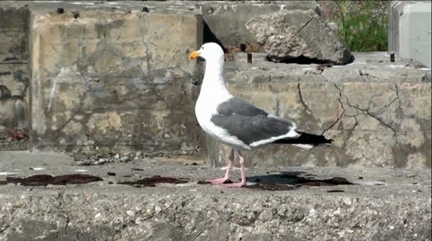 Large Seagull Walking on Rubble Stock-Footage 25510574