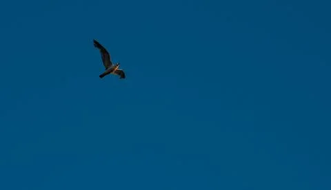 A large seagull with wings spread wide in the sunset light against a blue eve Stock Photos