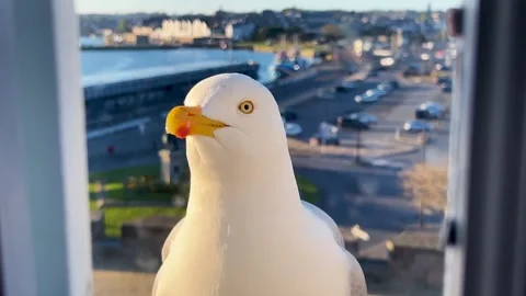 Large seagull with a yellow beak outside the window scream and beg for food.  库存影片 311957959